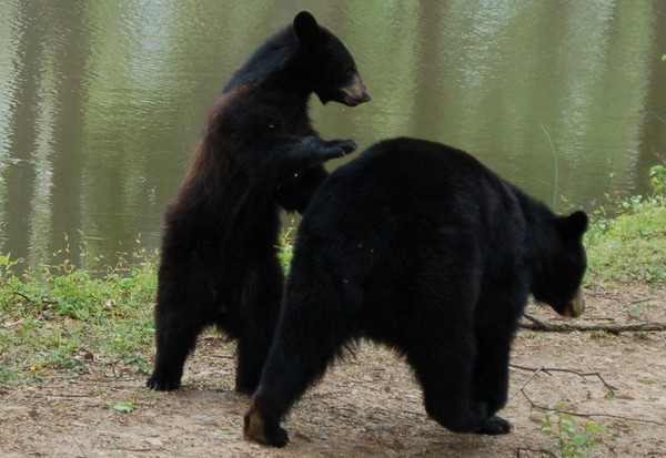 Da Bears