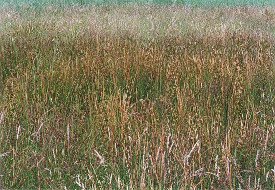 Grass