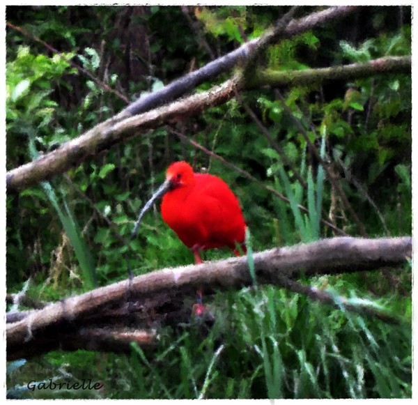 Red Ibis