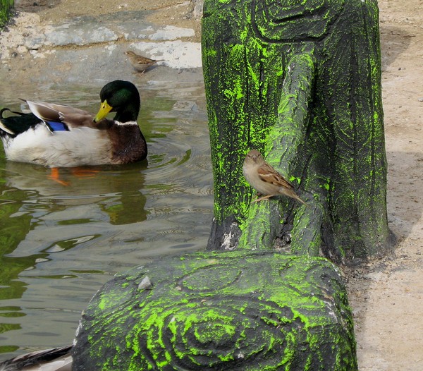 the duck and little bird posed for photo