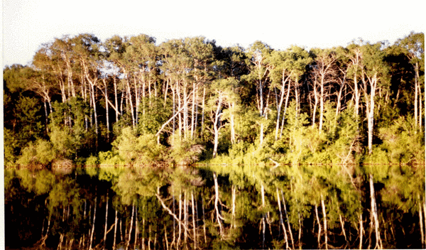 Lake Metigoshe Reflection 1