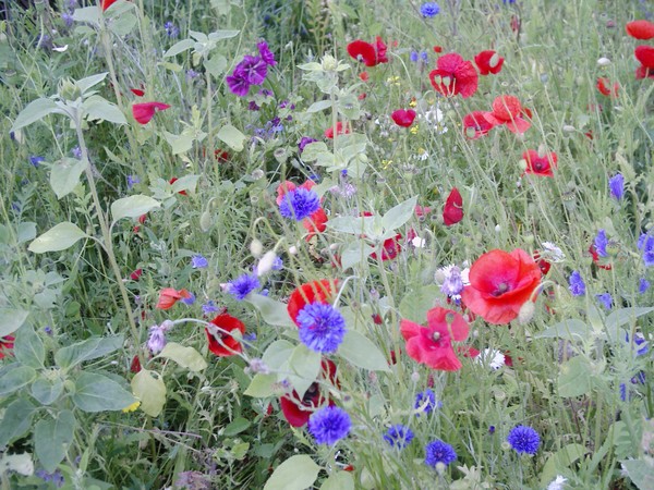 wild garden
