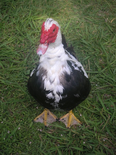 Hello! My Name is Duck.