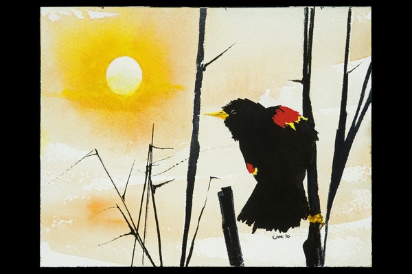 red wing blackbird
