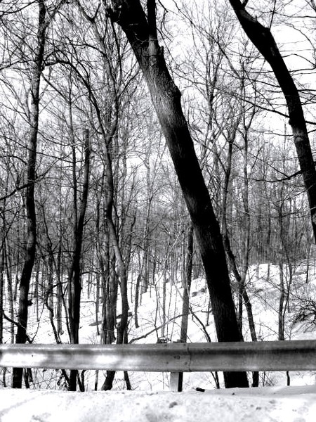 snow and trees II