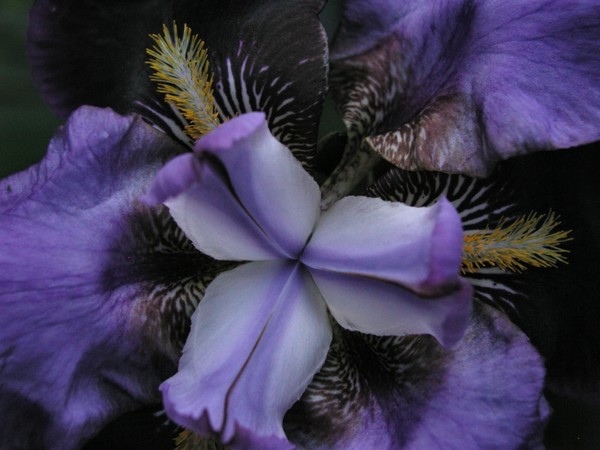 purple passion