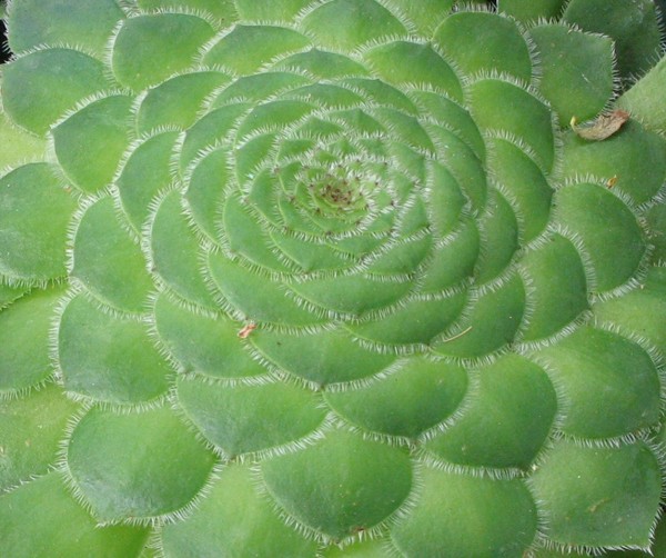 Spot the Leaf