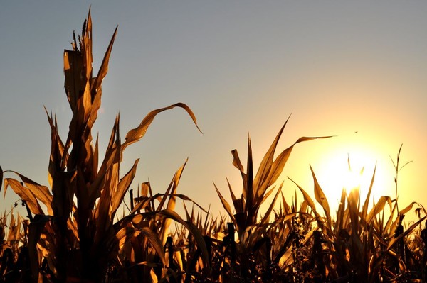 Corn Light