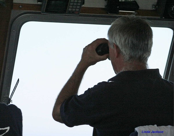 Looking for whales