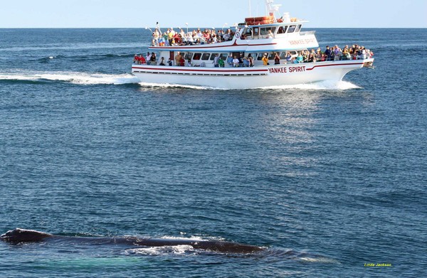 Size of a whale
