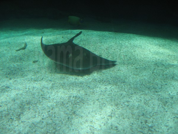 Thornback ray