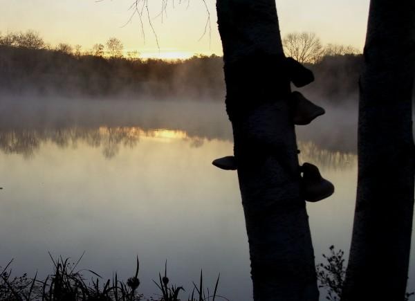 Foggy Morning