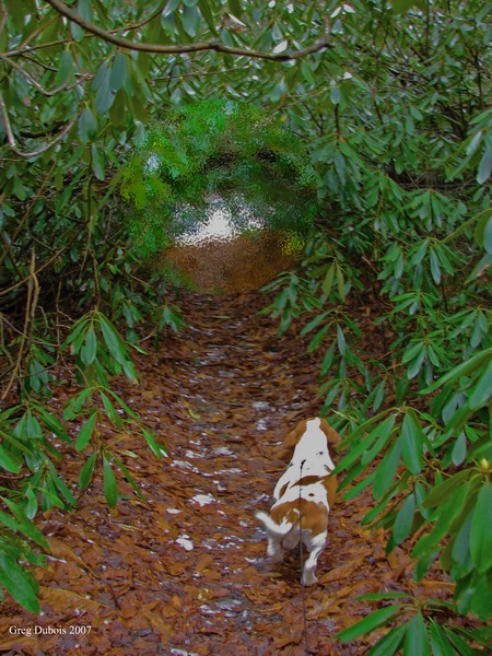 Frostie water trail 4 (strange worm hole effect)