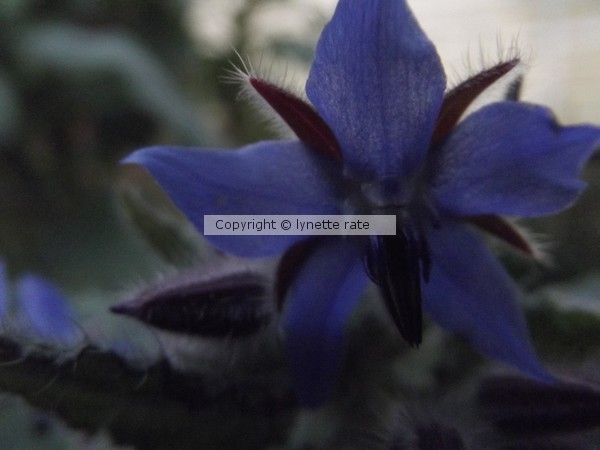 borage flower