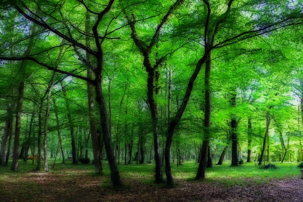 Woods Surrounding Chennonceau-1228