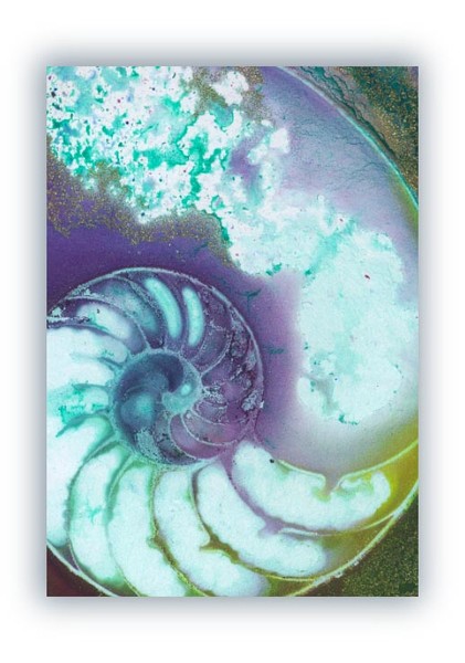Nautilus Shell 26