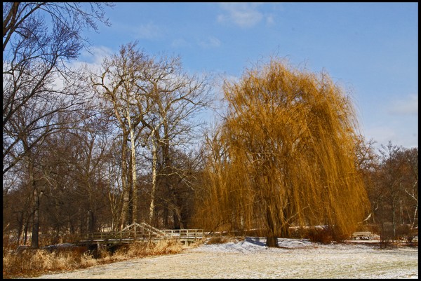 FAVORITE WILLOW TREE
