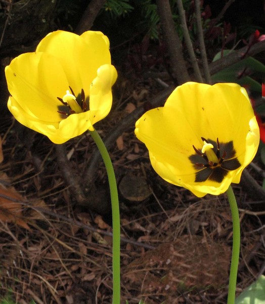 STATELY TULIPS