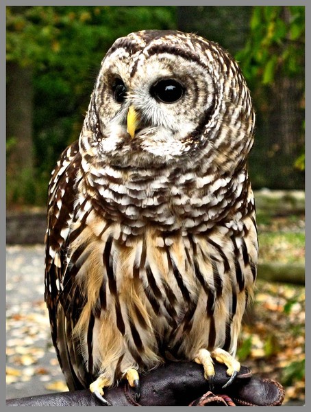 OWL AT WILLOWBROOK