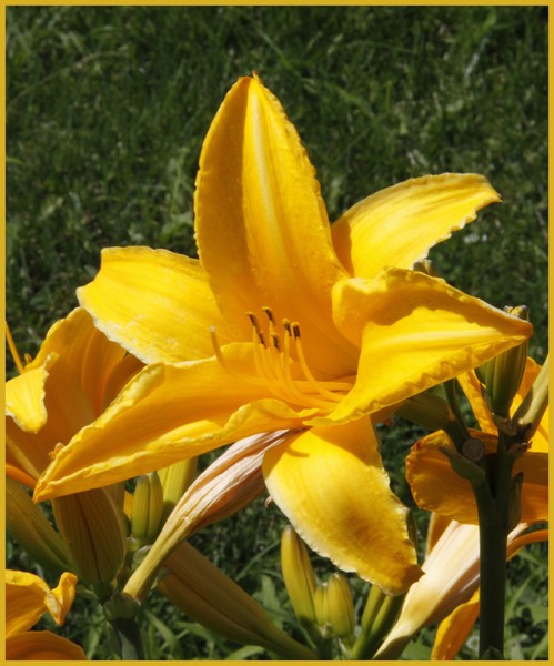 GLEAMING BLOSSOM
