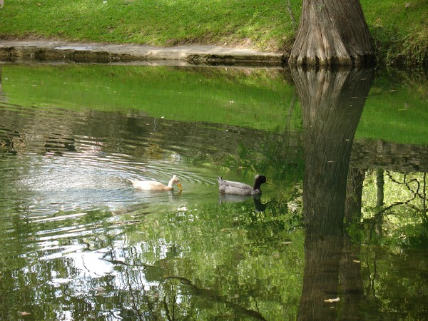 Cypress Creek 