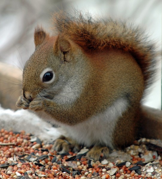Little Red