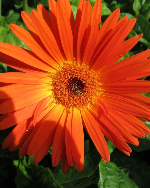 Gerbera Daisy