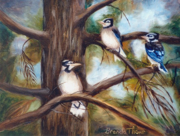 Baby Jays