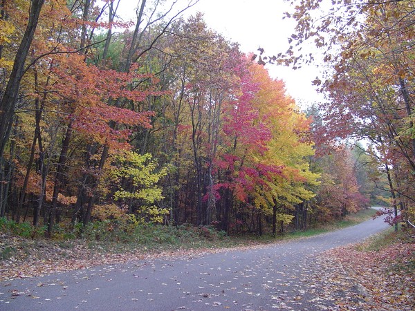 fall trees