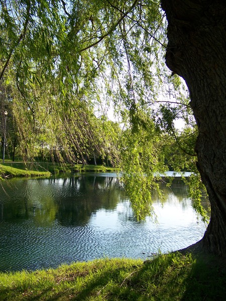 old willow tree