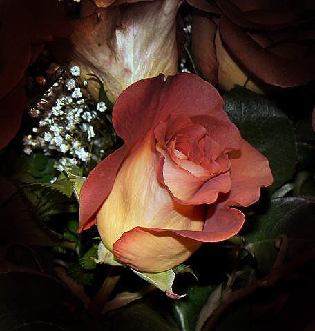 a dark rose