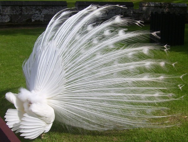 Peacock Back
