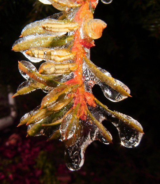ice twig