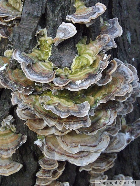 MushroomTree 3