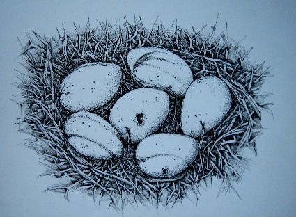 Eggs
