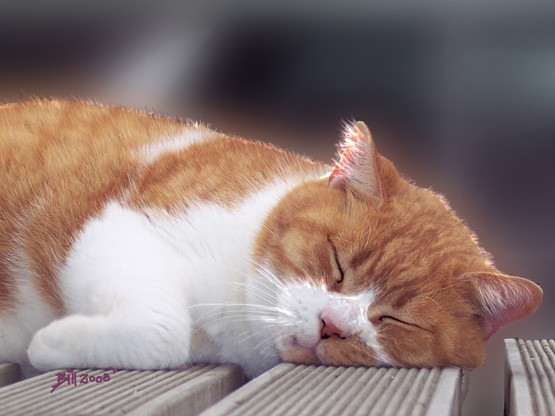 DREAMING