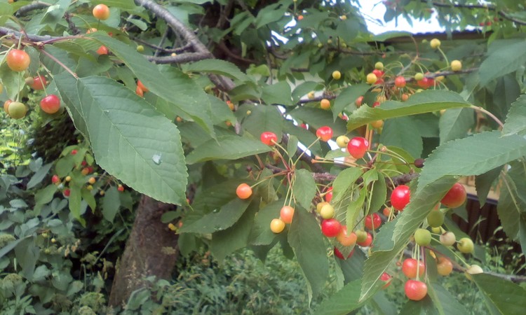 Small sweet cherries