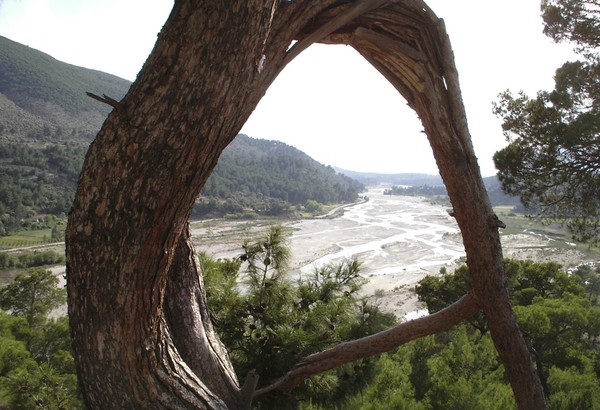 View through a tree.