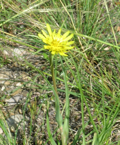 High Desert Flower