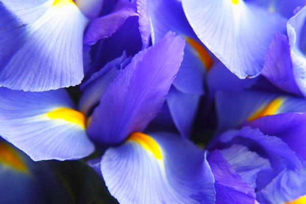 Iris Wings