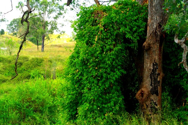 Hidden
