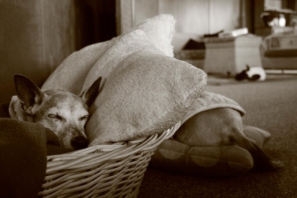 Three Dogs Napping