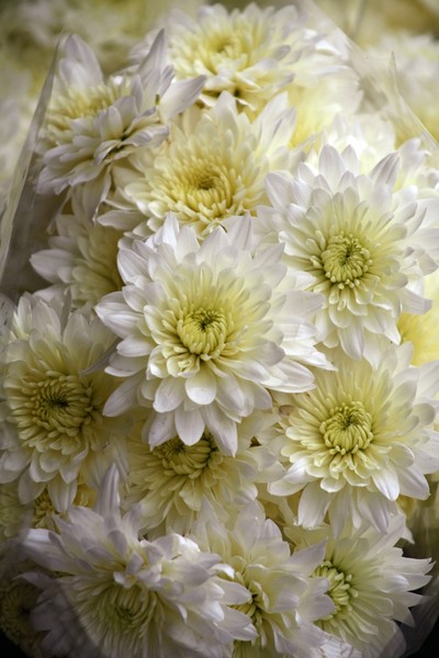 White Chrysanthemums
