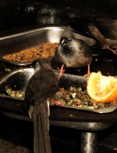 Conversations at the dinner table
