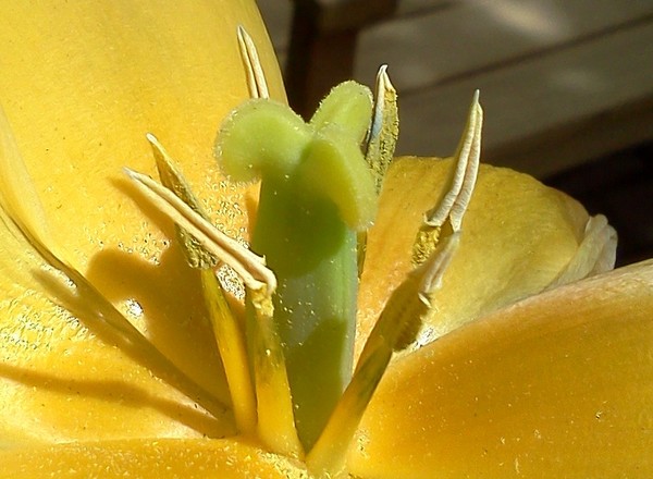 Sub Yellow