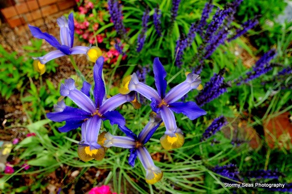 Forget me Nots