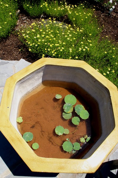 Bowl of Lily Pads