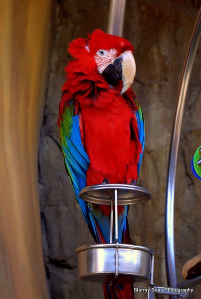 Parrot