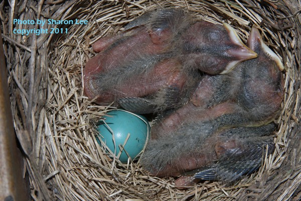 Sweet little Ones!