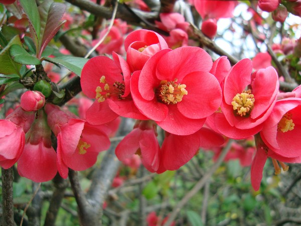 Quince